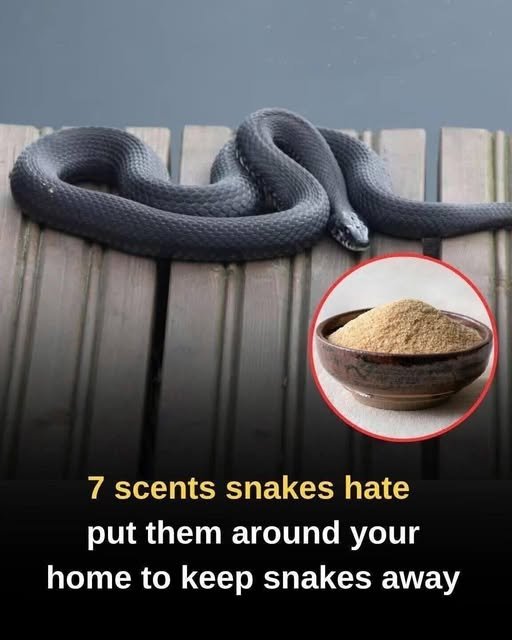 Read more about the article 7 scents snakes hate: Use them around your home to keep snakes away