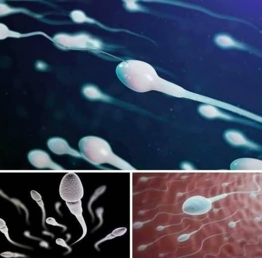 Read more about the article Many know! ❤️❤️ Studies reveal that swallowing your partner’s semen… See more