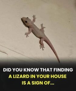 Read more about the article The Spiritual Meaning of a Lizard Entering Your Home Across Different Cultures