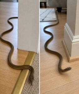 Read more about the article “What to Do If You Find a Snake in Your Home: Causes, Safety Tips, and Prevention”
