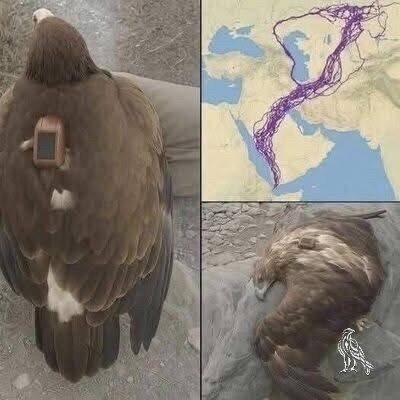 Read more about the article Scientists Tracked an Eagle for 20 Years—What They Learned