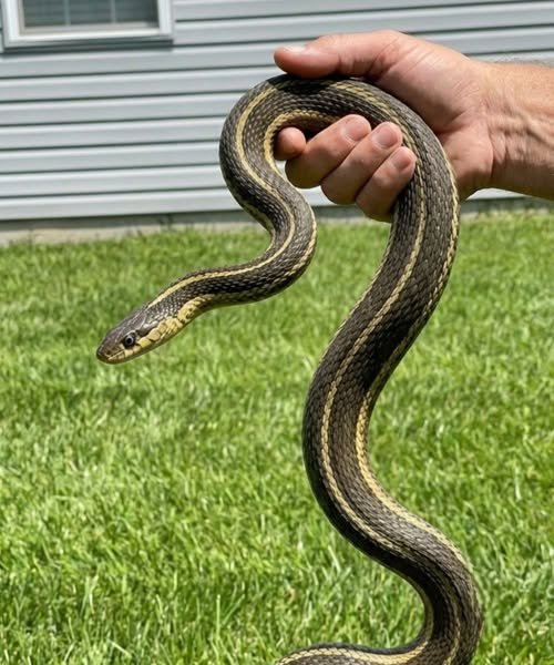 Read more about the article The Hidden Warning Signs You Absolultely Cannot Ignore When a Snake Appears