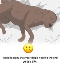Read more about the article 11 Signs Your Dog is Nearing the End of His Life