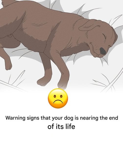 Read more about the article 11 Signs Your Dog is Nearing the End of His Life