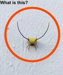 Read more about the article Last night, I went into the garage, turned on the light, and saw this on the wall.