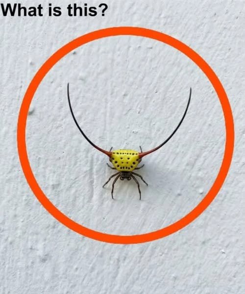 Read more about the article Last night, I went into the garage, turned on the light, and saw this on the wall.