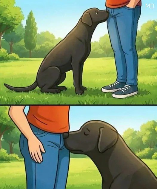 Read more about the article The Shocking Secret Behind Why Your Dog Sniffs People And What It Actually Means