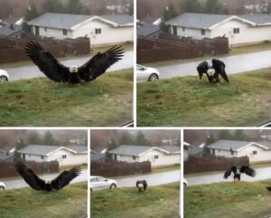 Read more about the article Giant Eagle captured