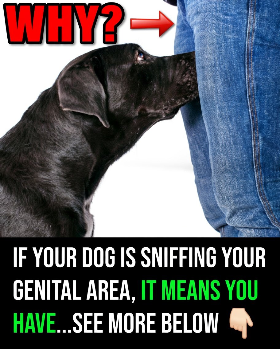 Read more about the article Why Dogs Sniff the Genital Area — What It Really Means