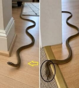 Read more about the article What It Means When a Snake Enters Your Home—and How to Respond Safely