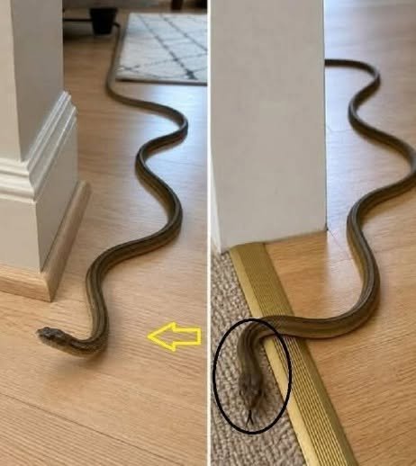 You are currently viewing What It Means When a Snake Enters Your Home—and How to Respond Safely
