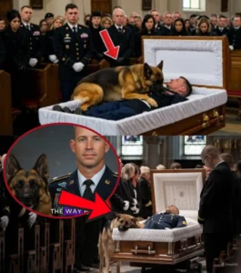 Read more about the article At the funeral, a K9 dog jumped onto the veteran’s body—what happened next left everyone in tears…