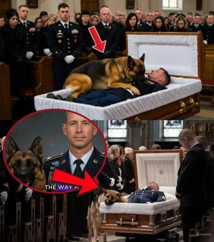 Read more about the article At the funeral, a K9 dog jumped onto the veteran’s body—what happened next left everyone in tears…