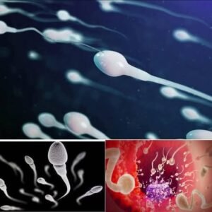 Read more about the article Many know! Studies reveal that swallowing your partner’s semen…See more