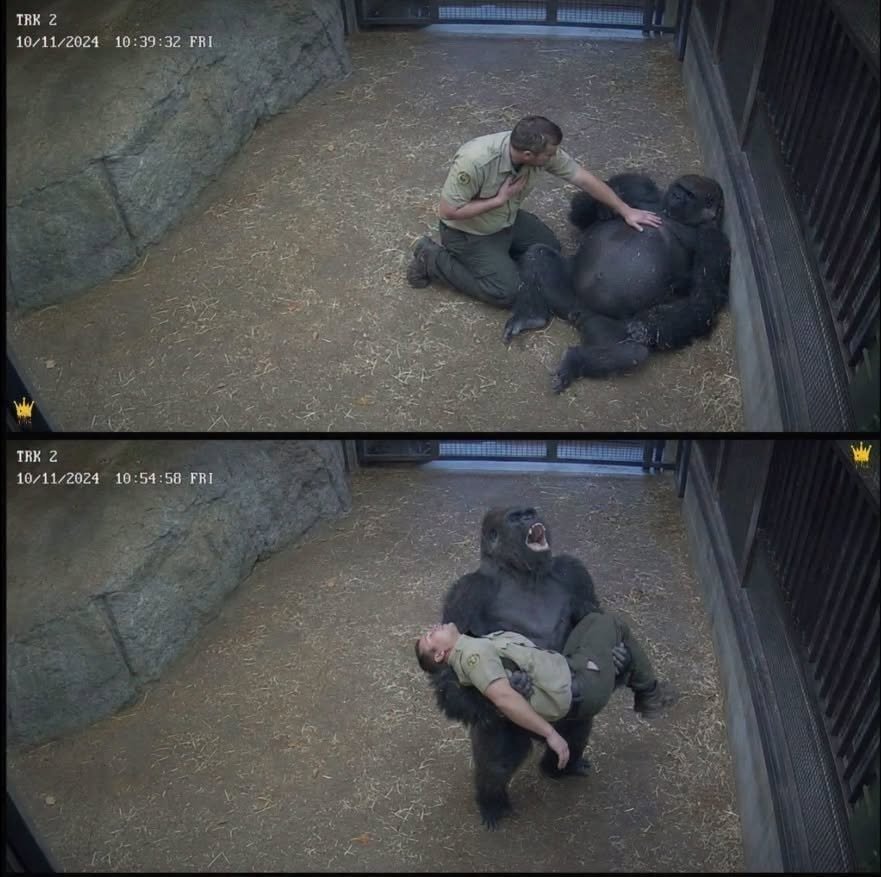 Read more about the article Gorilla Screamed for Help After His Favorite Caretaker Suddenly Collapsed… What Happened Next Touched Everyone’s Hearts ❤️